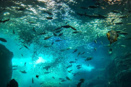 新江ノ島水族館の年パスは人生変わるレベルでお得！割引特典が豊富で地元民なら必携の一枚です